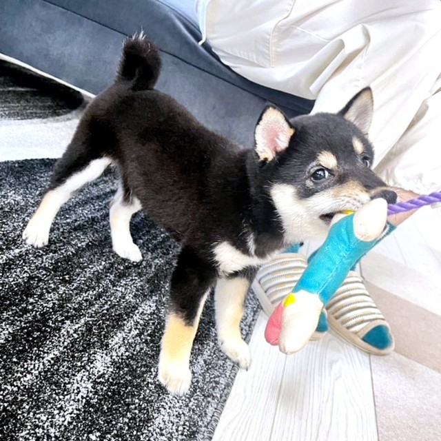 おもちゃをプレゼントしてもらってうれしそうなむさしくん（画像提供：むさしさんさん）