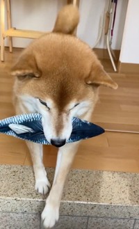 以前も外出する飼い主さんを引き止めようと、「魚」を咥えてやって来たすずちゃん（動画からキャプチャー／画像提供：ミニすずさん @RKfWUAQ1xbOEEAp）