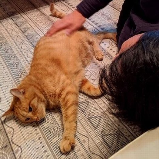 甘えられると、なでずにはいられません