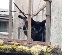 京都エリアのとある場所で、鉄柵に刺さり動けなくなっている黒猫がいました