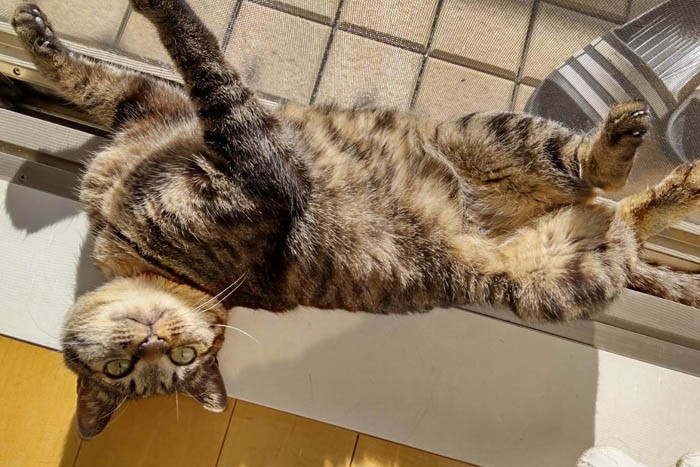 窓辺でへそ天するようになった、まなつちゃん（わかこさん提供）