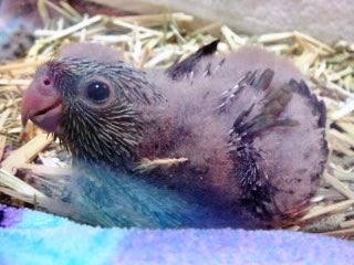 指に乗ってほしいのに…頭を擦り付けてくるインコに「違う、そう