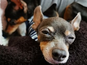 感謝の気持ちでいっぱい　飼い主の心の変化や乱れに寄り添ってくれる愛犬たち