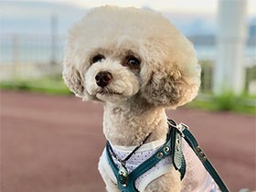 うれしい時はクルクル回る　お鼻があんこ色のトイプー「あんこ」