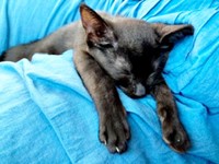 前足をぐーんと伸ばして眠るジジちゃん（画像提供：なちゅふぉとさん）