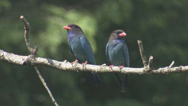 夏を告げる青い鳥「ブッポウソウ」が繁殖準備中　キラキラ輝く森の宝石　岡山