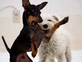 ペットロスでふさぎ込んでいた家族　新たに迎えた子犬は破壊するはちゃめちゃ犬