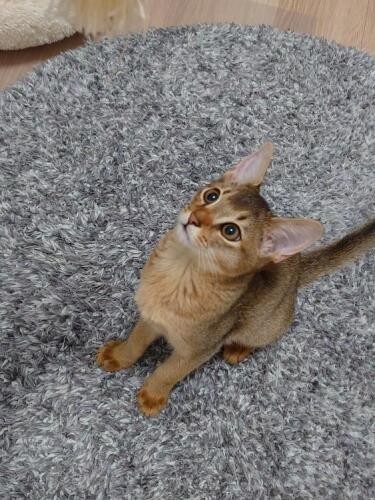 家にきたころの「いずな」