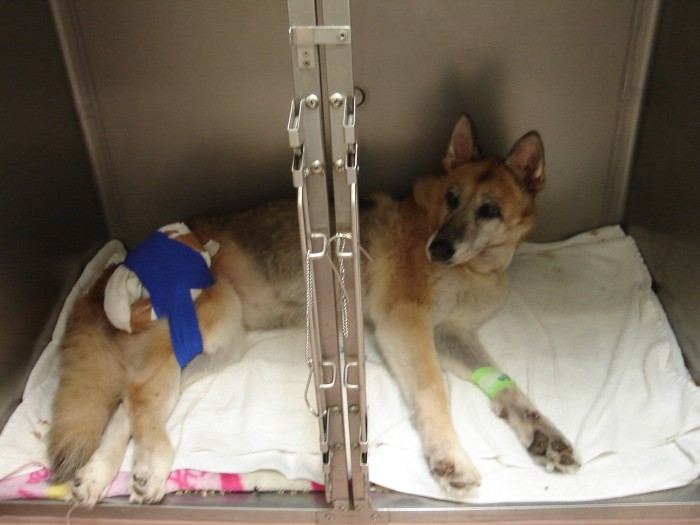 床ずれができたため、クッションを当て、包帯で固定している（望月さん提供）