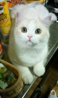 藤丸くんの子猫時代（ふじまる＠ぬいぐるみさん提供）