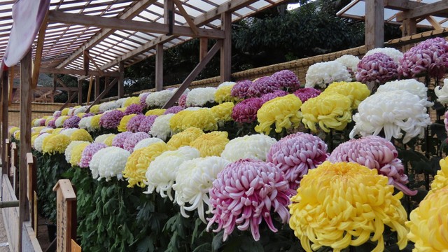 岡山後楽園で菊花大会　愛好家が丹精込めて育てた作品を展示　10月19日から