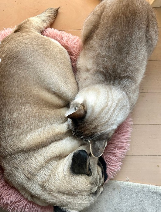 くうちゃんとチビちゃんの、貴重な仲良し写真。チビちゃんは保護した当初は凶暴だったそう（提供：パグと猫のいる暮らしさん）