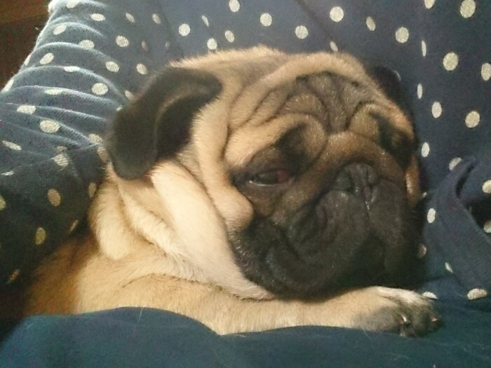 抱っこされてなでられるのが大好きで、大抵そのまま寝てしまう福ノ助くん。その寝顔にいつも癒やされていた（みのりさん提供）