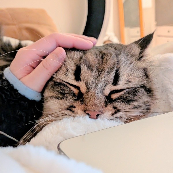 飼い主さんが作業中、ぴったり寄り添うヤマネコくん（画像提供：ヤマネコさん）