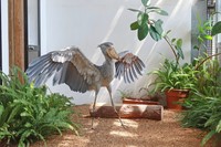 日光浴するハシビロコウ