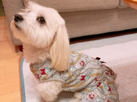 マルックス「チーズ」　おニューの服でファッションショー