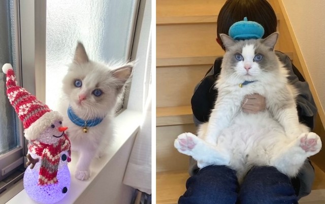 子猫時代のルカくん（左）と、2歳になった時のルカくんと息子さん（画像提供：LUCA ラグドールさん）
