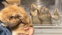 壁の向こうからユニークな光景が！（提供：やみの@Prairie dogさん）