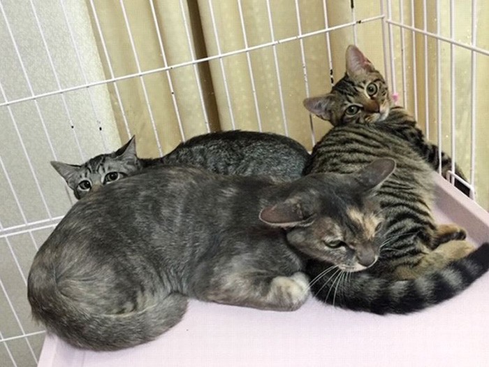 親子で寄り添う3匹（左手前が母猫マリア、左奥がラッシー、右がキャンディ）