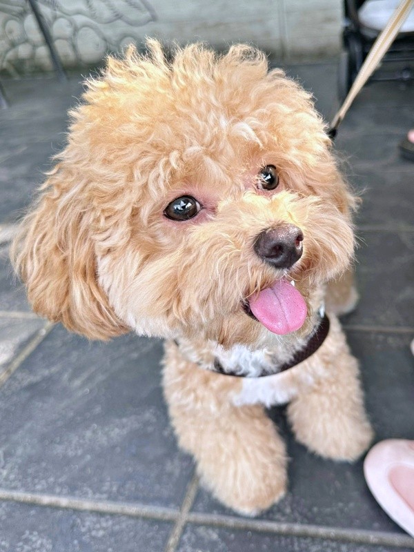 2個目のブラシにびっくり！ 愛らしい表情が話題になったからあげちゃん（画像提供：からあげという犬さん）