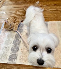 お散歩行きたいポッケちゃんとリードが気になるきーすけくん（画像提供：ポッケちゃん）