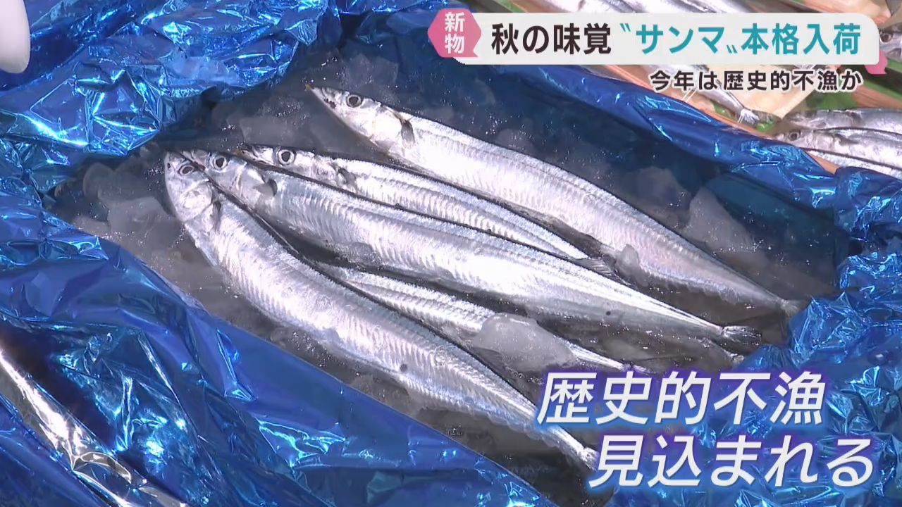 秋の味覚サンマ　仙台市中央卸売市場に入荷　入荷少なく高値で取引