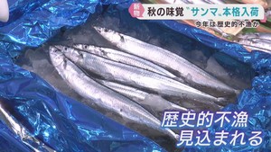 秋の味覚サンマ　仙台市中央卸売市場に入荷　入荷少なく高値で取引