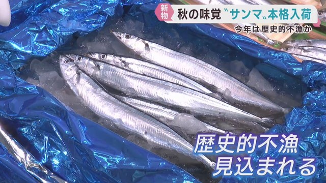 秋の味覚サンマ　仙台市中央卸売市場に入荷　入荷少なく高値で取引
