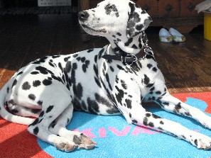 セレクトショップの看板犬のクララ、接客の評判も上々