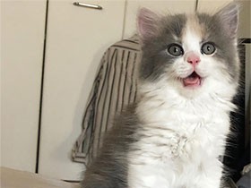 どこか子犬っぽい？　スコティッシュフォールドの猫「ハナコ」