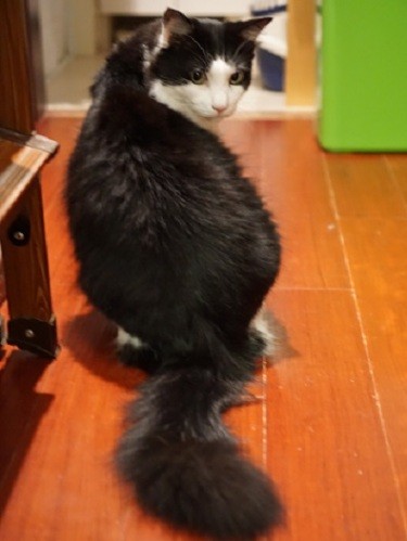 「この立派なシッポは、人を元気にする魔法の杖さ」