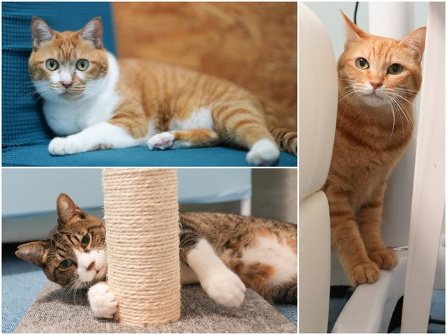 モモ（左上）、チチ（右）、ヒデキチ（左下）