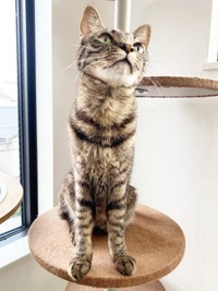 スタイル抜群！ スレンダーなワンダーくん（画像提供：キャットアパートメントコーヒーさん）