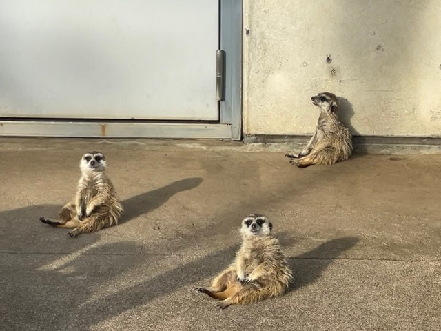 まるで座っているかのような姿勢をとることも。なぜかトライアングルのフォーメーション　提供：市川市動植物園