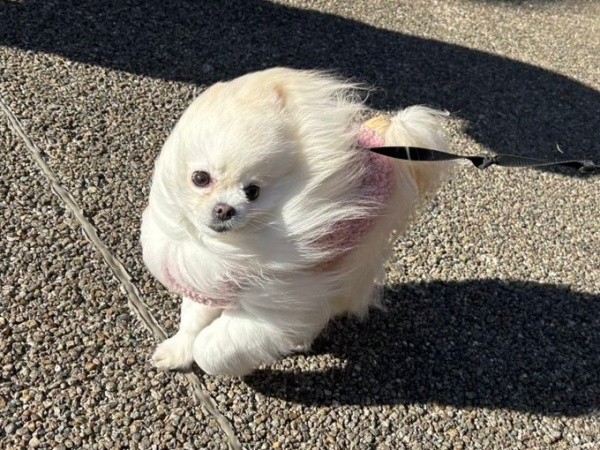 まるで別犬！ 風に吹かれても果敢に散歩をするこめたくん（画像提供：おこめ屋さん）