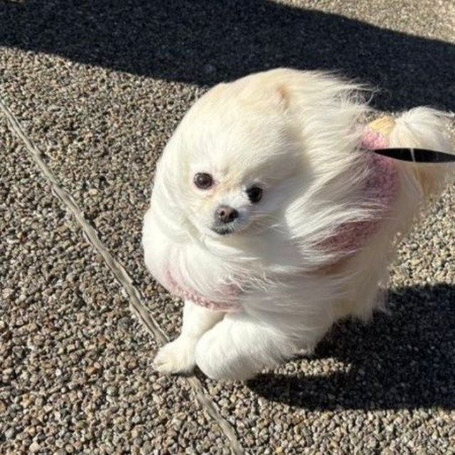 まるで別犬！ 風に吹かれても果敢に散歩をするこめたくん（画像提供：おこめ屋さん）