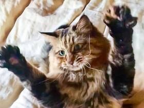 なんとしてもおもちゃを捕まえるにゃ！　MIX猫「山本五十六meiji」