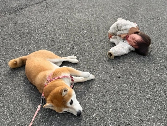 同時拒否はつらい…！（提供：@shiba.tsukuneさん）