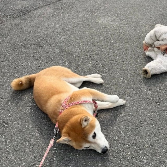 同時拒否はつらい…！（提供：@shiba.tsukuneさん）