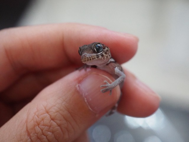 ミニミニサイズのヤモリの赤ちゃん／ぴよ@カエルと暮らすさん（@PIYO_KAERU）提供
