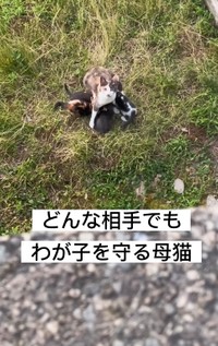 カラスからわが子を守る母猫…お外で子育てをする母猫の動画が話題（三吉さん提供、Instagramよりキャプチャ撮影）