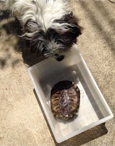 木空が見ているのは、ペット亀のトト。行方不明になり貼り紙をしたら、カラスにさらわれ大けがして、家の裏で見つかった。手術を受けて治癒…現在約１８歳。「長生きしてね」　（きょうこさん提供）