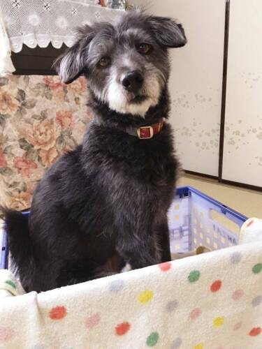 つぐ（ＣＡＰＰチーム提供）