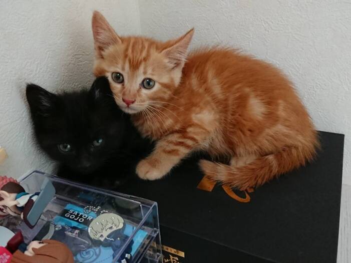 ２回目に預かりをした、黒猫のまつげと、赤トラのまゆげ２匹ともよき家族のもとへ。うれしい、さみしいで「やっぱり号泣」（成田さん提供）