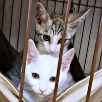 生後1カ月半。（手前から）テンちゃん、センちゃん（画像提供：M家猫沢山さん）