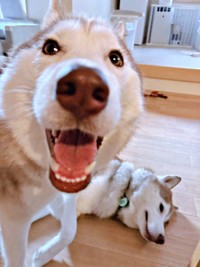 愛嬌たっぷりの娘・アイリスちゃん、のんびりくつろぐ父・ナイトくん（画像提供：アイリス＆ナイト父娘さん）