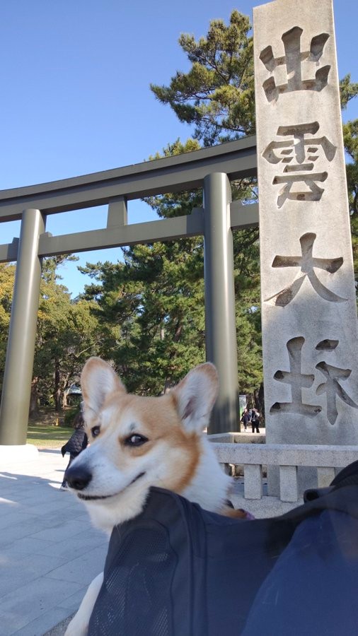 島根県の出雲大社を訪れたぷっちょくん（画像提供：コーギーのプッチーニさん）
