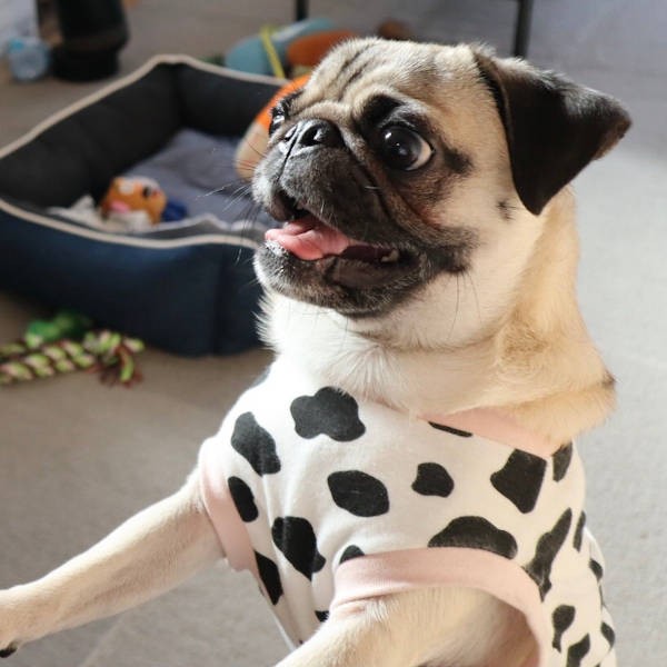 食パンくださ～い