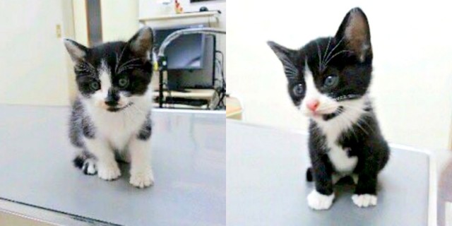 保護時、生後推定2カ月だった（左から）ドンちゃんとびびさん（画像提供：信さん）