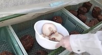 収穫したしいたけは素焼きなどで美味しく食べたそう／投稿主さん提供